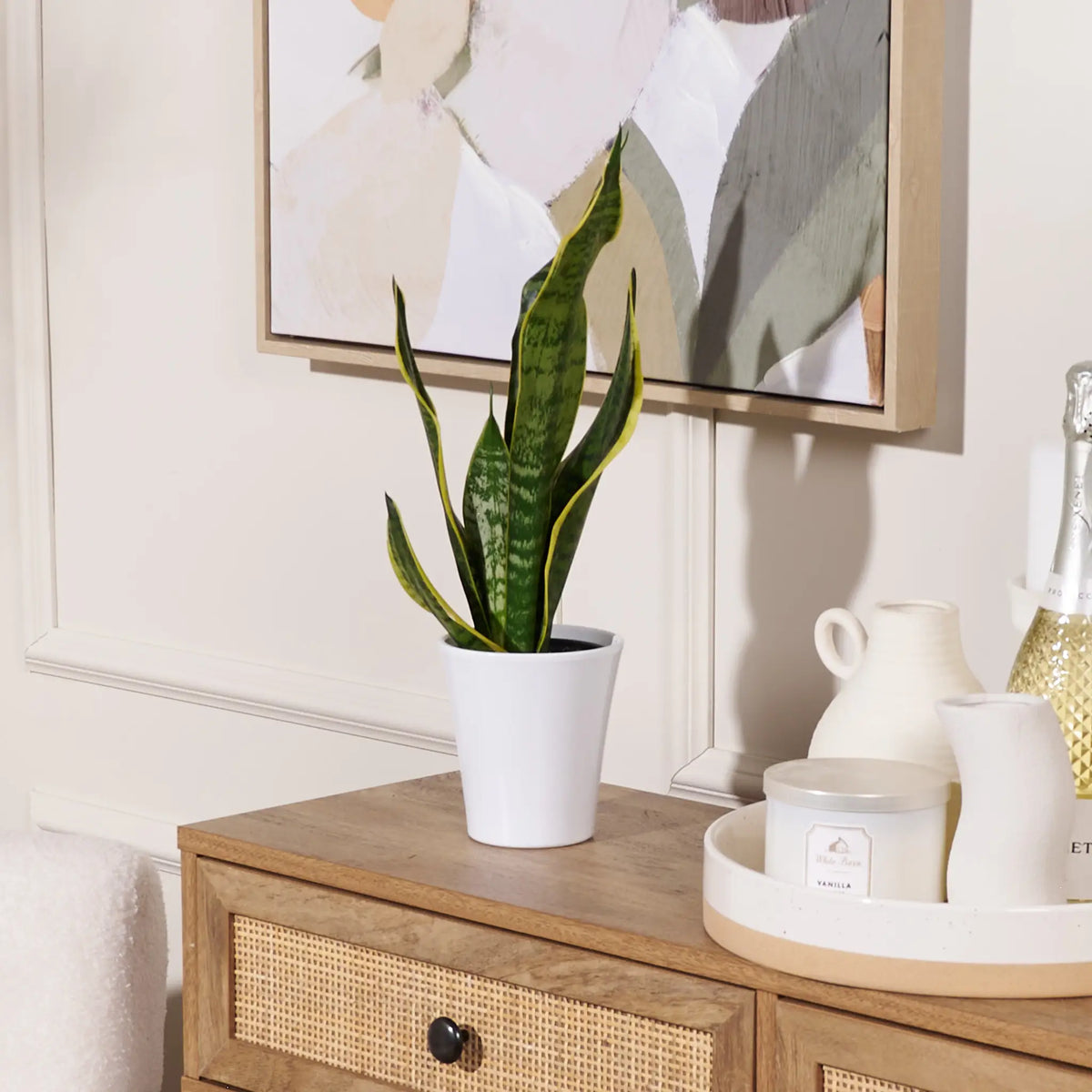 The Gilded Snake Plant