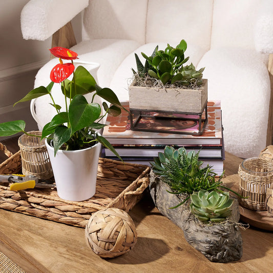 The Briar Succulent Garden