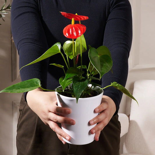 The Ruby Anthurium