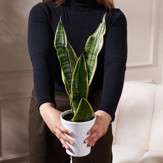 The Gilded Snake Plant