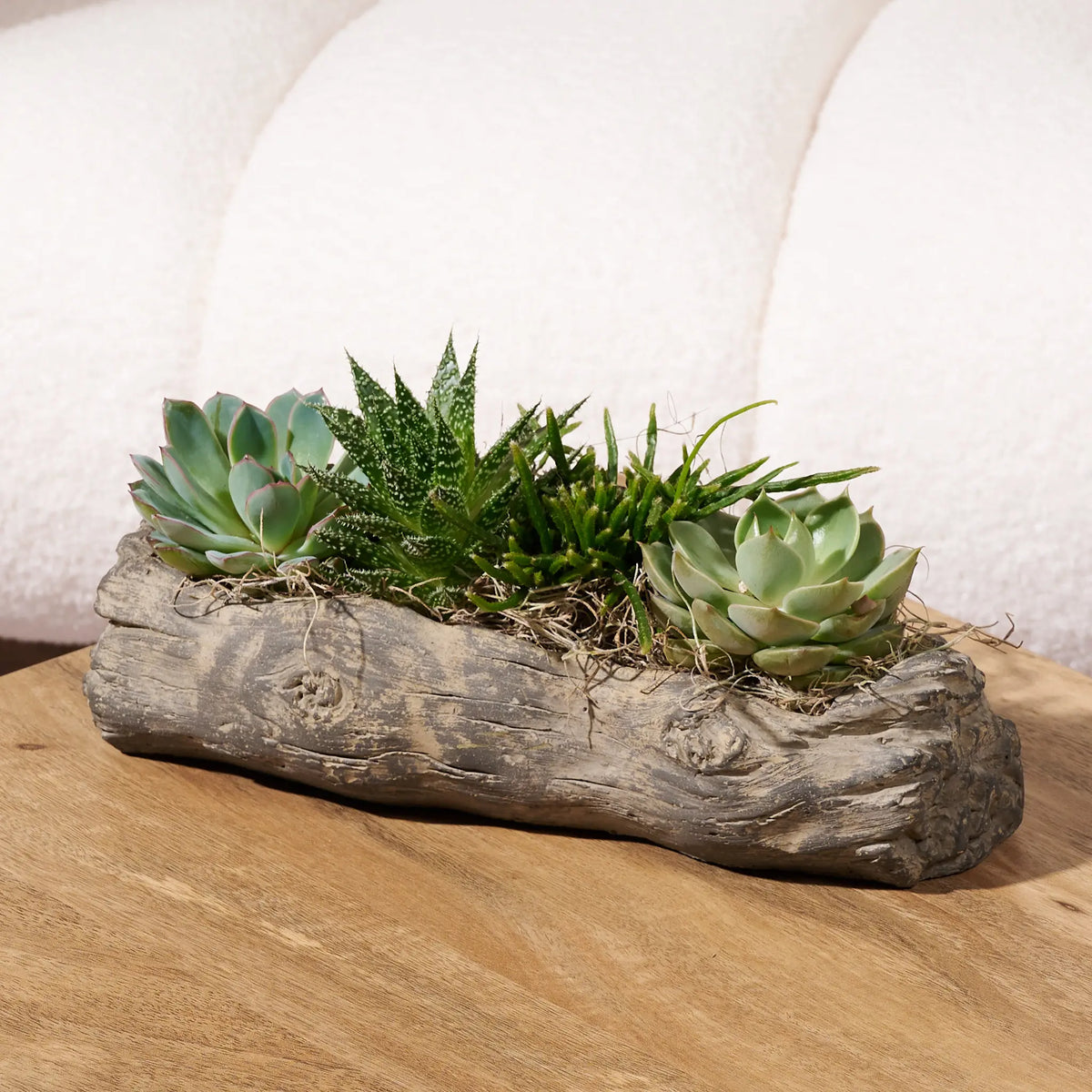 Mixed succulent arrangement planted in a rustic faux log planter, displayed on a wooden table in front of a cream boucle chair.