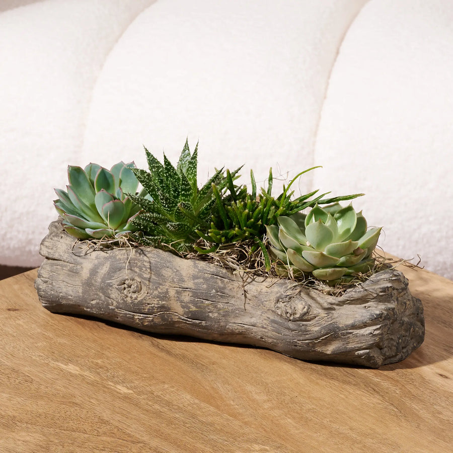Mixed succulent arrangement planted in a rustic faux log planter, displayed on a wooden table in front of a cream boucle chair.