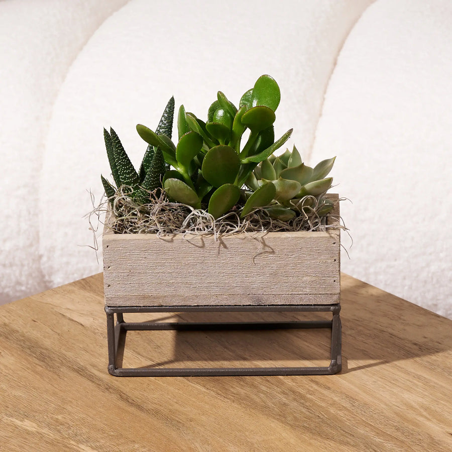 Mixed succulent arrangement in a rustic wooden planter with a metal stand, displayed on a wooden table in front of a cream boucle chair.