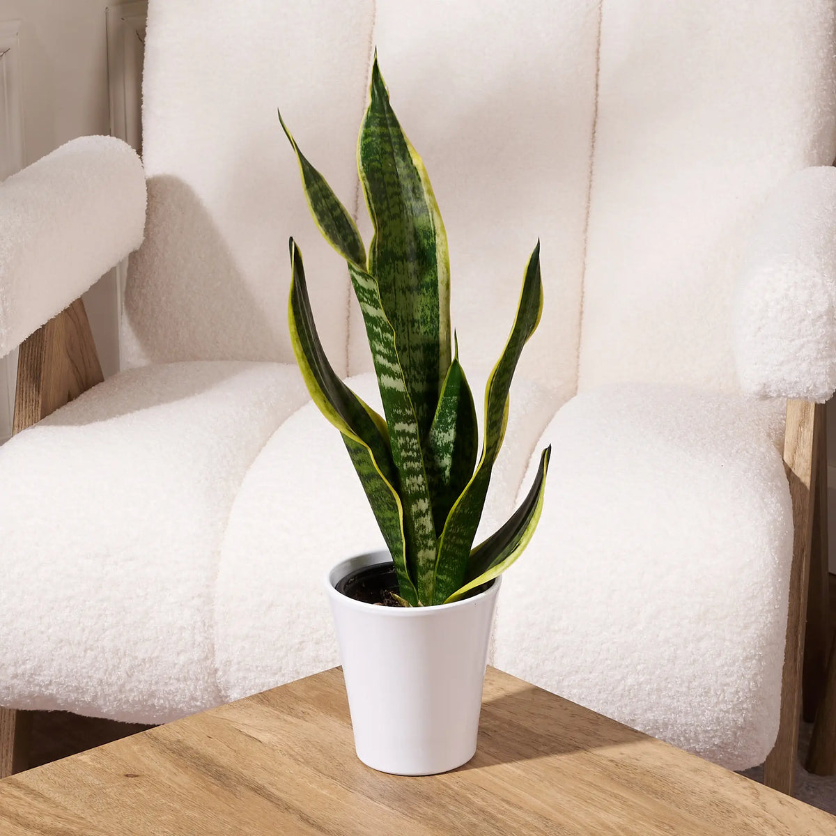 indoor snake plant in white ceramic pot, low-maintenance houseplant for home or office