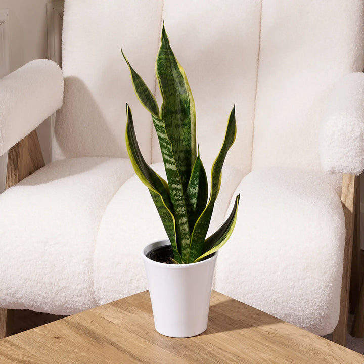 indoor snake plant in white ceramic pot, low-maintenance houseplant for home or office