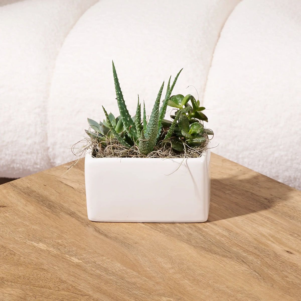 Mixed succulent arrangement in a white rectangular ceramic planter with natural moss accents, displayed on a wooden table in front of a cream boucle chair.