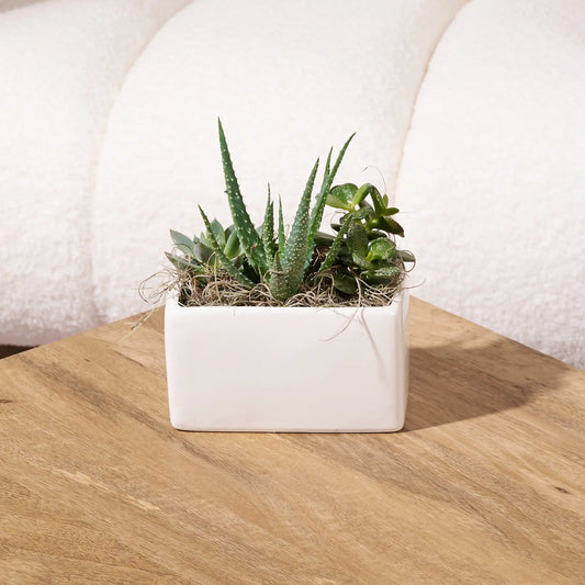 Mixed succulent arrangement in a white rectangular ceramic planter with natural moss accents, displayed on a wooden table in front of a cream boucle chair.