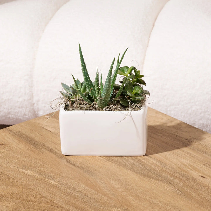 Mixed succulent arrangement in a white rectangular ceramic planter with natural moss accents, displayed on a wooden table in front of a cream boucle chair.