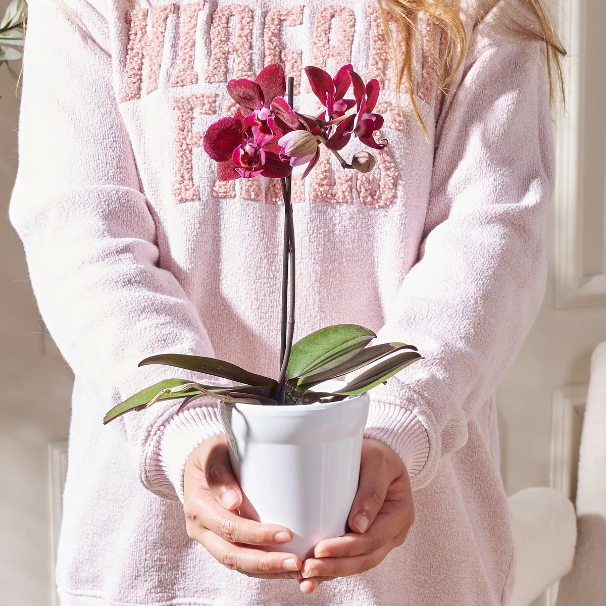 Person holding a potted orchid plant wearing a pink sweater with text.