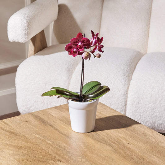 Potted orchid on a wooden table with a white chair in the background
