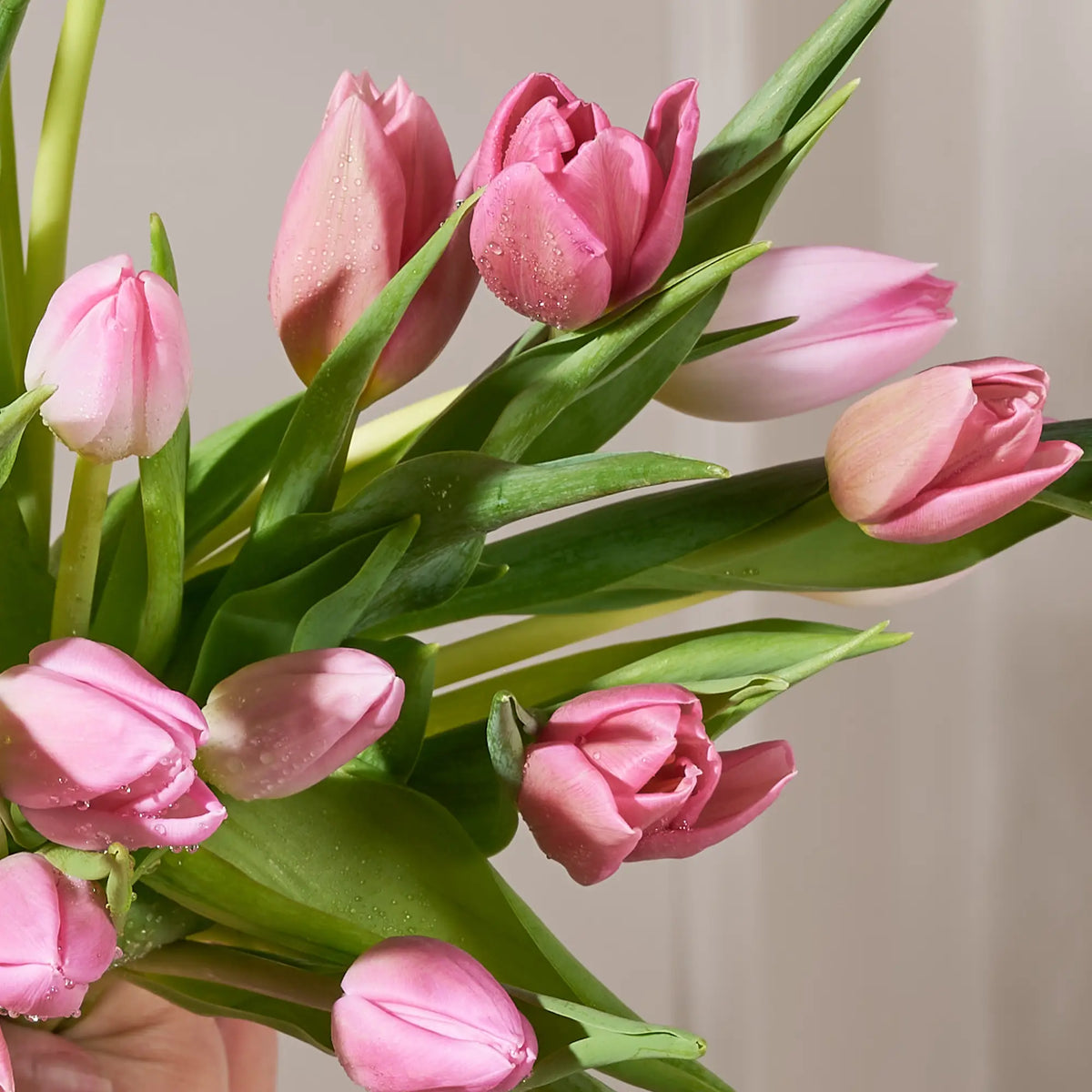 closeup shot of Bouquet of pink tulips with green leaves on a neutral background