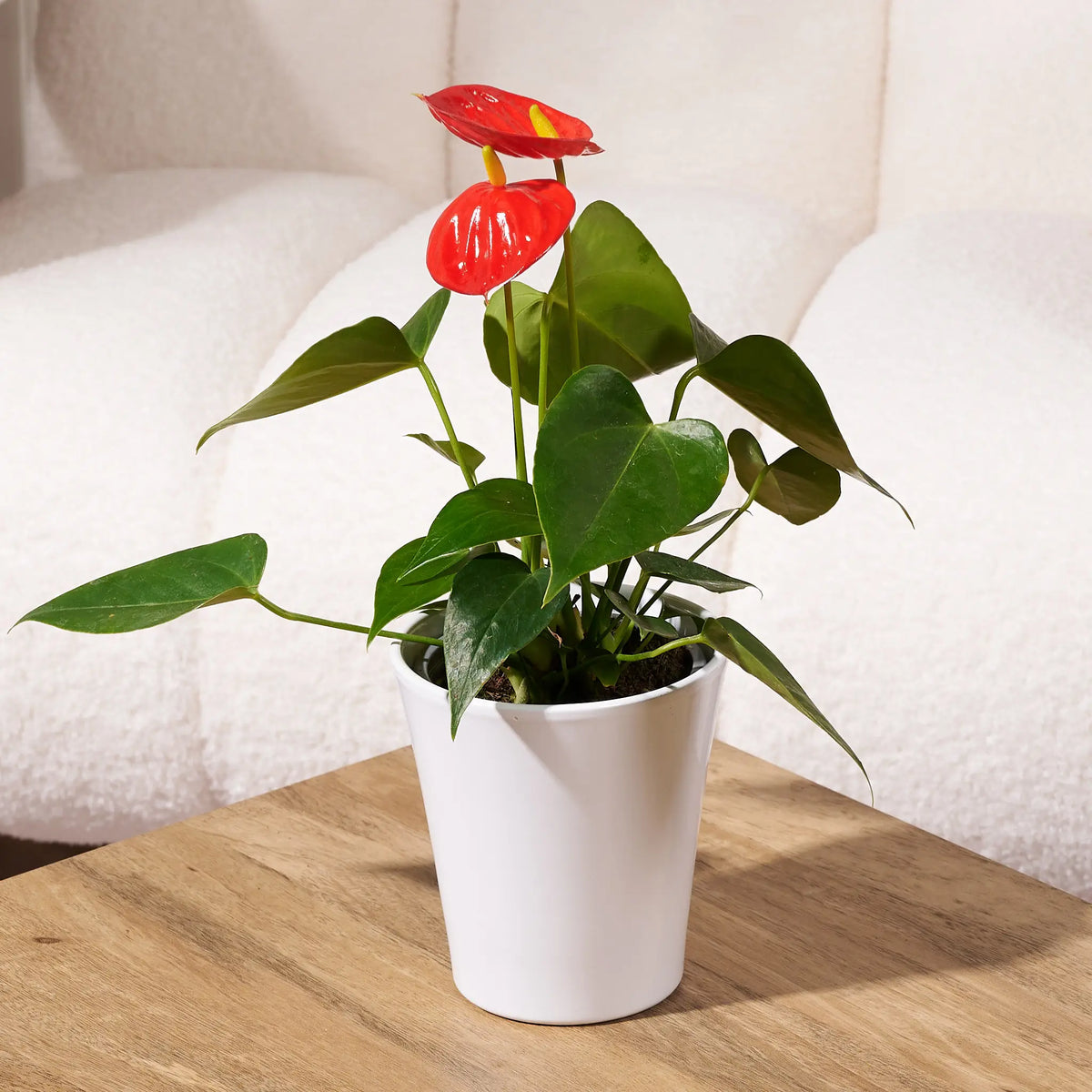 Red anthurium plant in a white ceramic pot, displayed on a wooden table in front of a cream boucle chair.