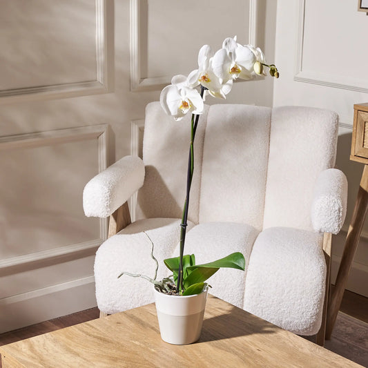 White orchid plant in a beige ceramic pot displayed on a wooden table in front of a cream boucle armchair and paneled wall.