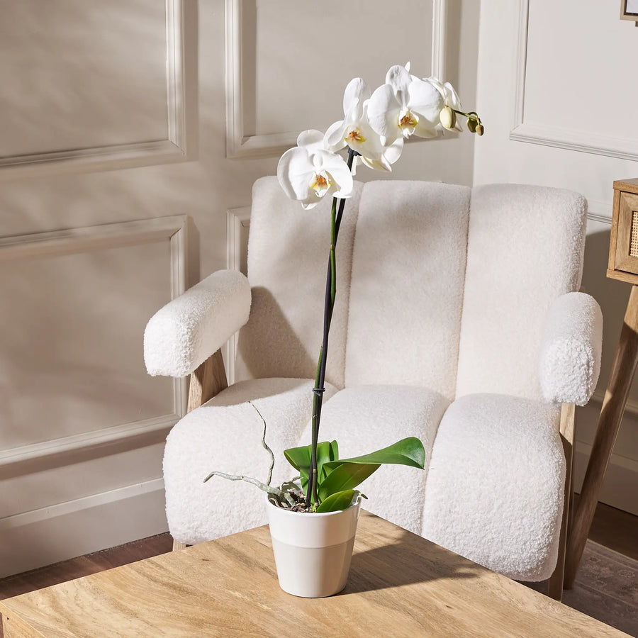 White orchid plant in a beige ceramic pot displayed on a wooden table in front of a cream boucle armchair and paneled wall.