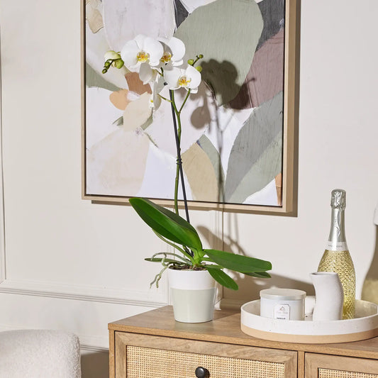 Potted orchid on a wooden side table with a bottle of champagne and a candle, against a wall with abstract art.