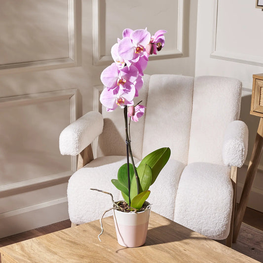 Pink orchid plant in a soft blush ceramic pot displayed on a wooden table, with a cream boucle armchair and paneled wall in the background.