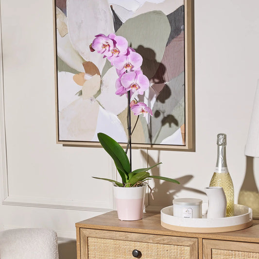 Pink orchid in a pot on a wooden side table with a bottle of champagne and two candles, framed artwork in the background.