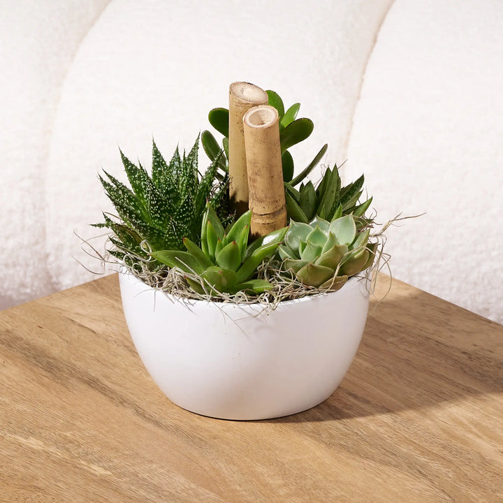 Mixed succulent arrangement in a white ceramic bowl with decorative bamboo accents, displayed on a wooden table in front of a cream boucle chair.