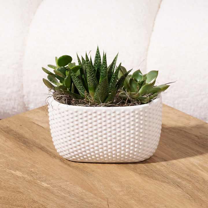 Mixed succulent arrangement in a white textured ceramic planter, displayed on a wooden table in front of a cream boucle chair.