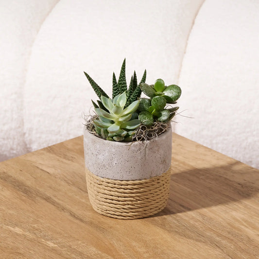 Mixed succulent arrangement in a round planter with a stone-look top and woven rope base, displayed on a wooden table in front of a cream boucle chair.